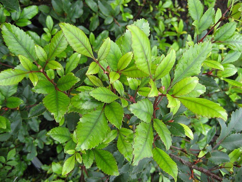 File:KamahiFoliage.jpg