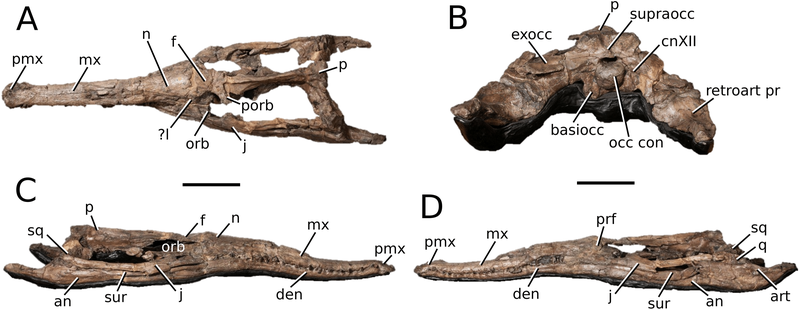 File:Lemmysuchus obtusidens.png