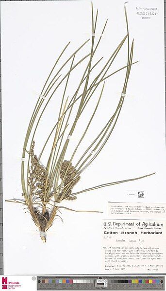 File:Lomandra tropica.jpg