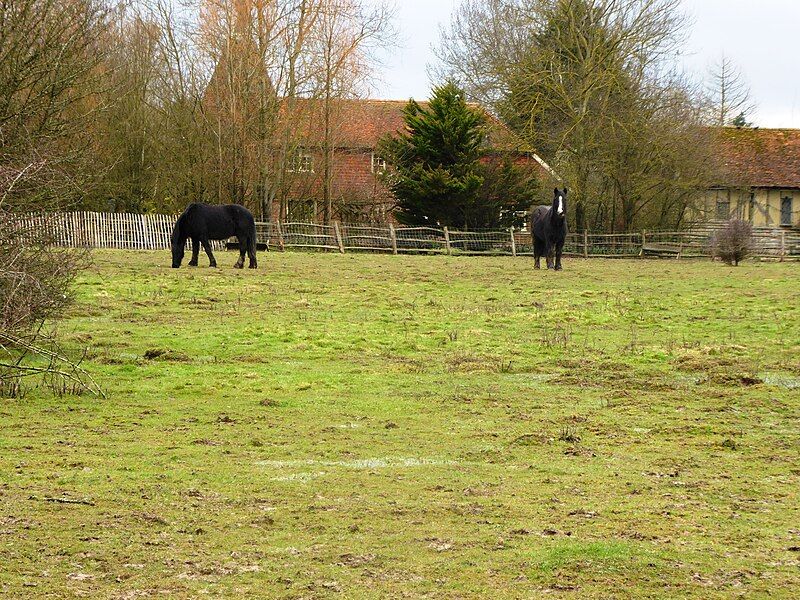 File:Marden Meadow 8.jpg