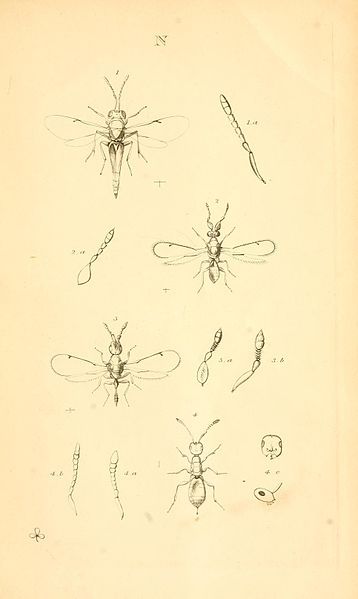 File:MonographiaChalciditumPlateNdel.jpg