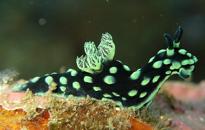 Nembrotha cristata, a sea slug.