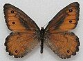 An medium-sized orange-brown butterfly with darker brown wing margins and a few wing spots.