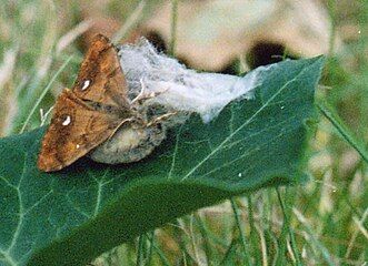 mating