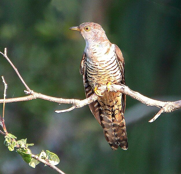 File:Oriental Cuckoo 8597.jpg