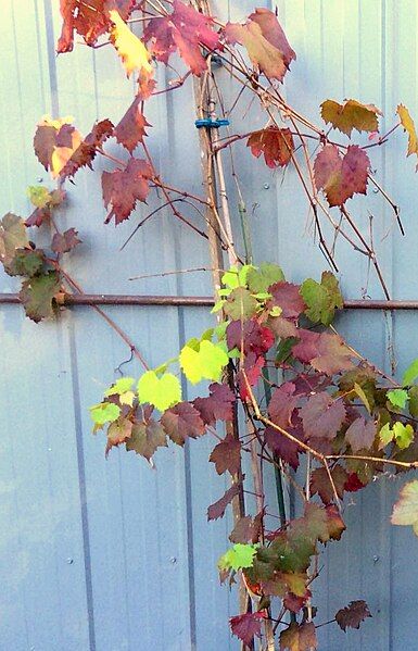 File:Ornamental grapevine.jpg