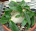 Pachypodium brevicaule