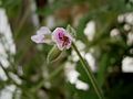 Pelargonium × graveolens opening