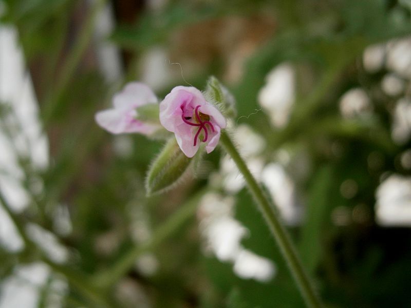 File:Pelargonium graveolens opening.jpg