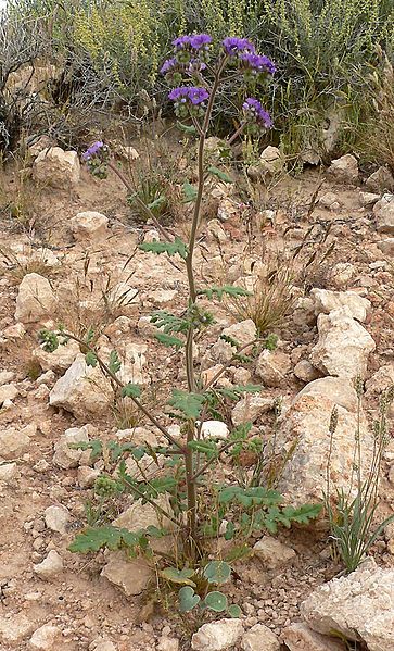 File:Phacelia crenulata 3.jpg