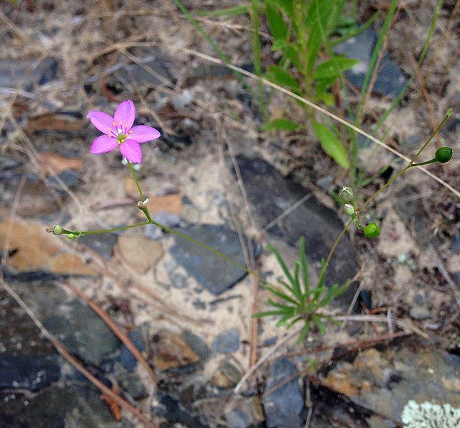 File:Phemeranthus parviflorus.jpg