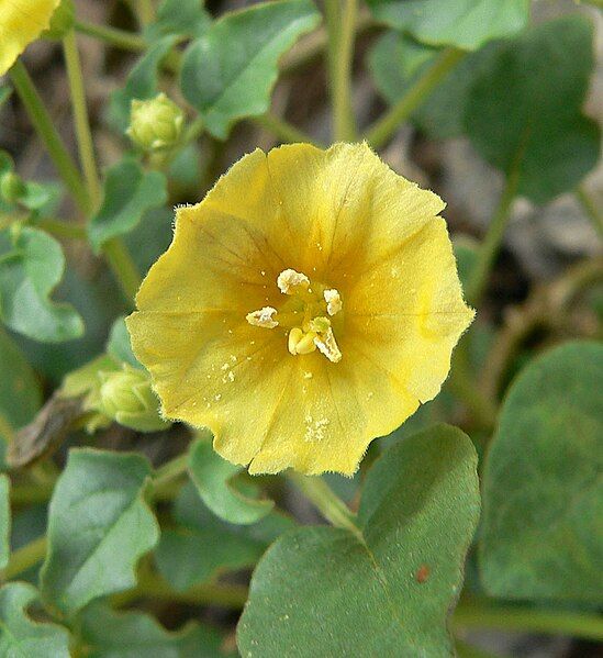 File:Physalis crassifolia 2.jpg