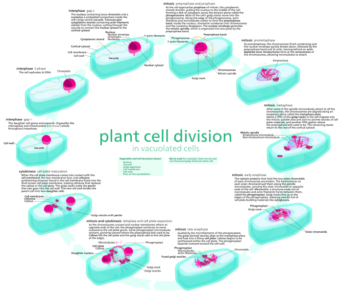 File:Plant cell cycle.svg