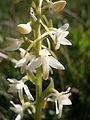 Platanthera bifolia