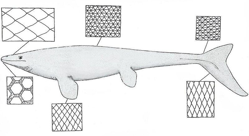 File:Platecarpus Scalation Guide.jpg