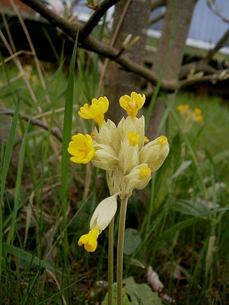 File:Primula veris RHu02.jpg