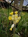 Primula veris