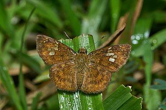 Dorsal view