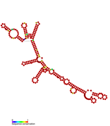 isrH Hfq binding RNA: Predicted secondary structure taken from the Rfam database. Family RF01391.