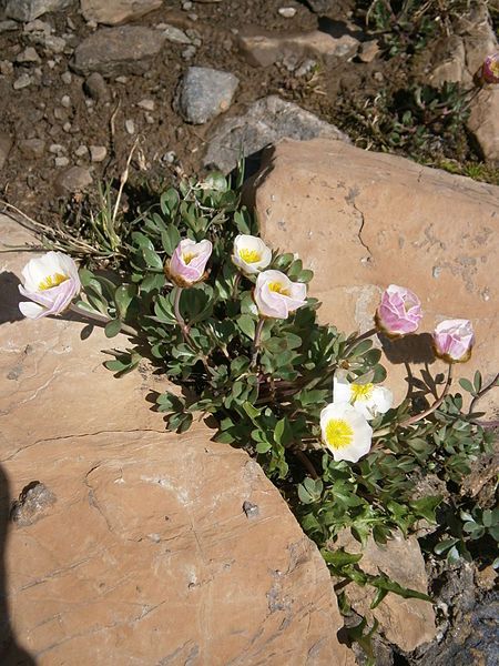 File:Ranunculus glacialis 004.JPG