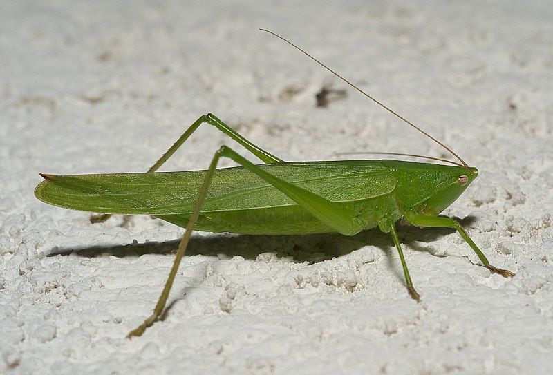 File:Ruspolia nitidula02.jpg