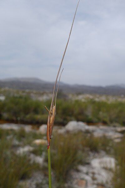 File:Schoenus pictus-inflorescence.jpg