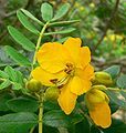 Senna multiglandulosa