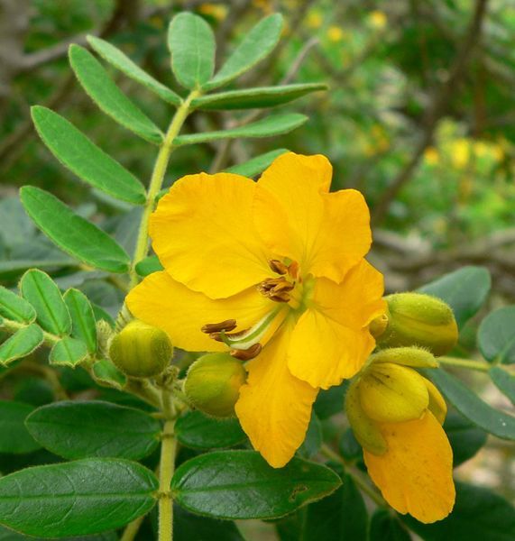 File:Senna multiglandulosa 4.jpg