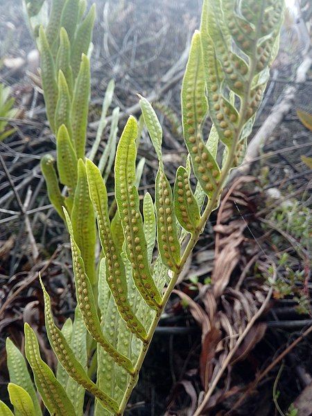 File:Serpocaulon sessilifolium.jpg