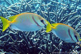 S. doliatus has stripes all over the body and no rear yellow spot