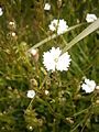 Heliosperma alpestre