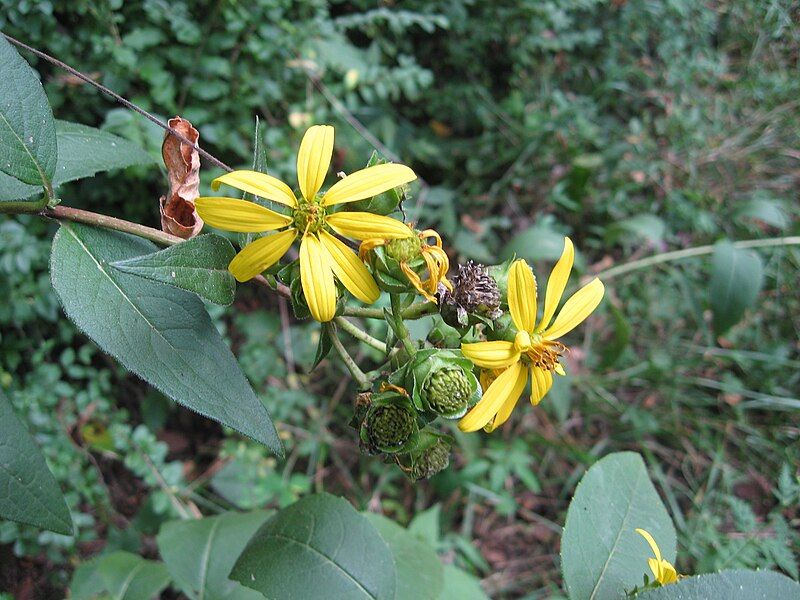 File:Silphium asteriscus.jpg