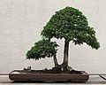 Smoothleaf Elm