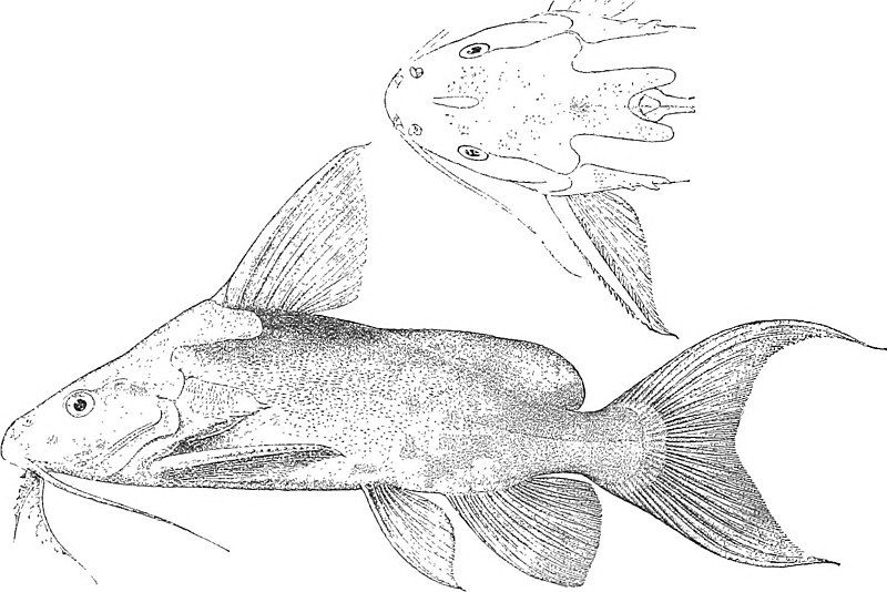 File:Synodontis omias.jpg