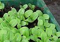 Teasel seedling