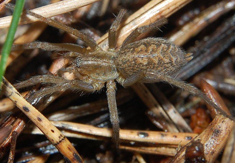 File:Tegenaria agrestis 070903.jpg