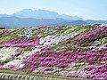 A view of phlox subulata in Teizui hill, a backyard in Mount Ishizuchi