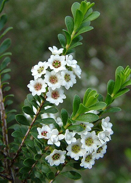 File:Thryptomene calycina1.jpg