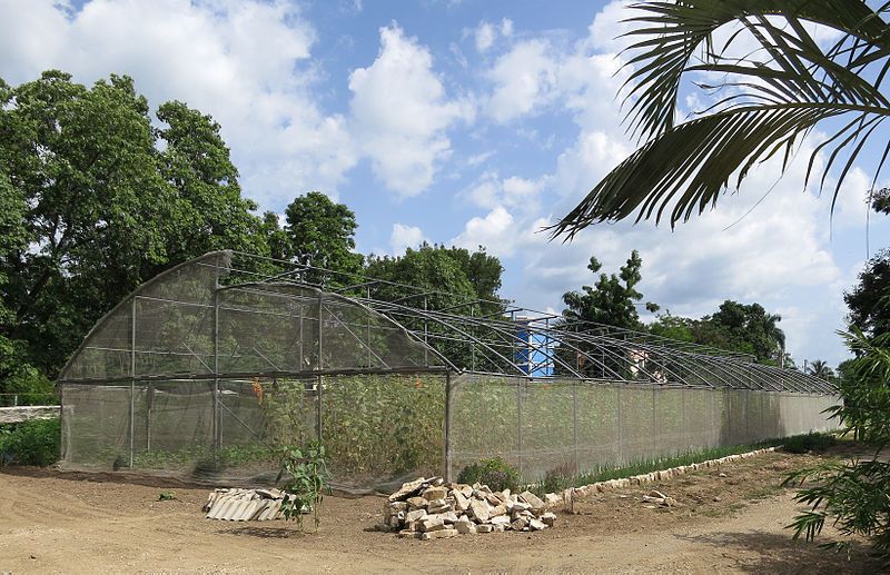 File:Urban-agriculture-cuba-1.jpg