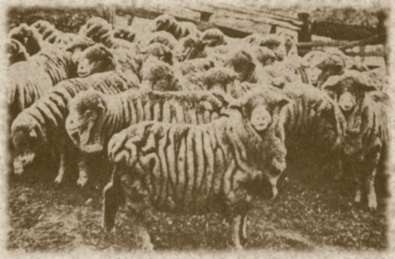 File:Vermont sheep.jpg