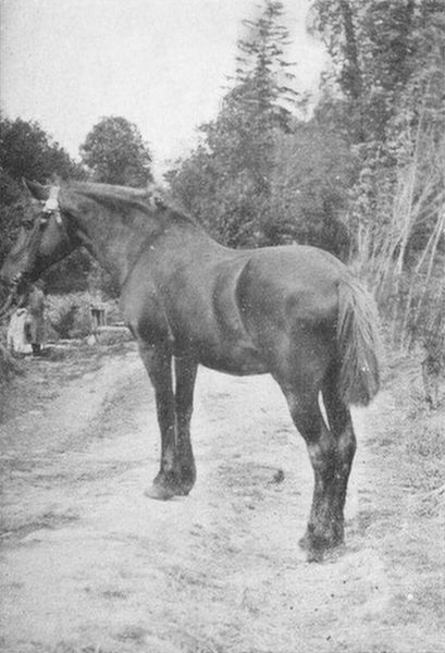 File:Vieux bidet breton.jpg