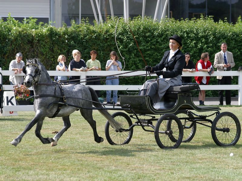 File:Welsh-A-Buggy.jpg