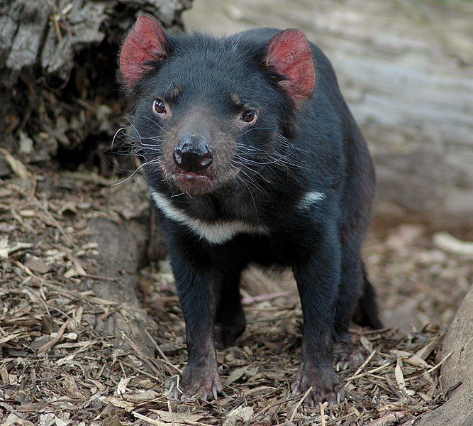 File:Young tasmanian devil.jpg