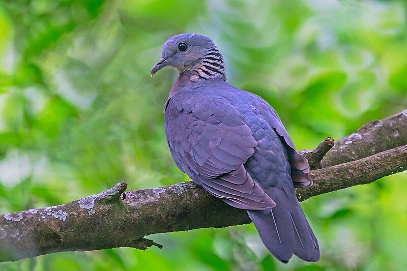 File:ASHY-WOOD-PIGEON-KHONOMA.jpg