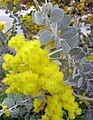 Queensland silver wattle (Acacia podalyriifolia)