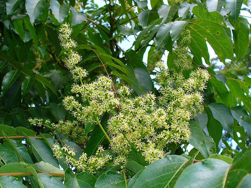 File:Ailanthus altissima 002.JPG