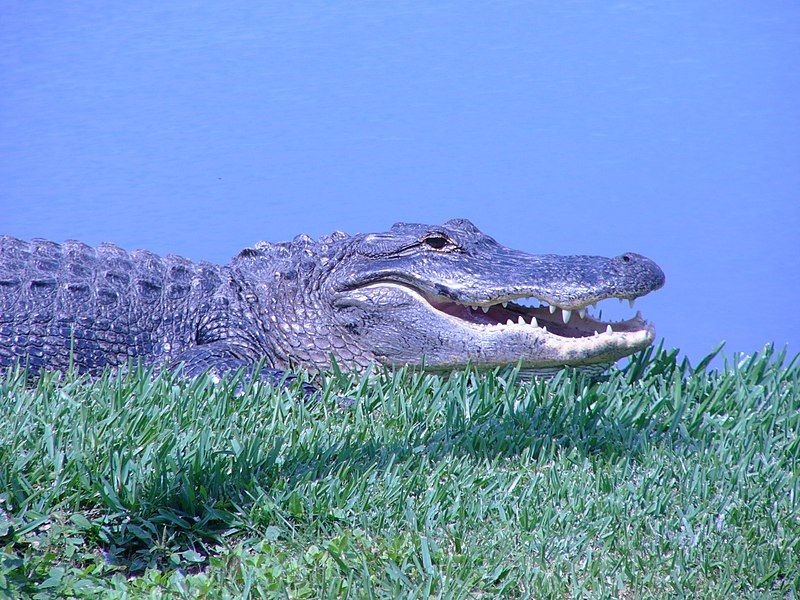 File:Alligatoracp.jpg