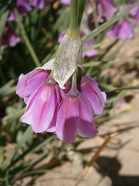 File:Allium insubricum 02.jpg