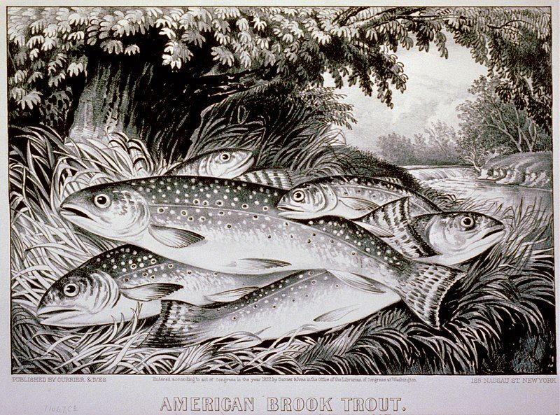 File:American Brook Trout.jpg