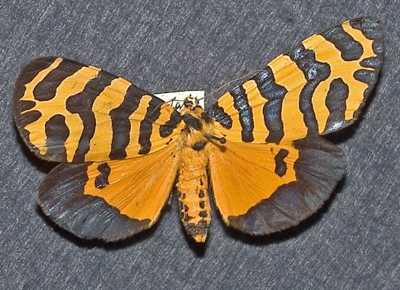 File:Amphicallia thelwalli.jpg